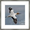 Gannet In Flight Framed Print