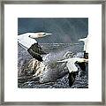 Gannets Skimming The Waves Framed Print