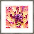 Garden Dahlia Framed Print