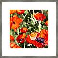 Garden Of Poppies Framed Print