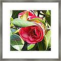Garden Rose Framed Print