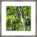 Garden Spider On Web Framed Print