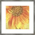 Garden Sunshine Framed Print