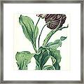 Garden Tulip Framed Print