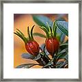 Gardenia Hips Framed Print