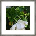 Gardenia Framed Print