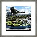 Lily Pond @ New York Botanical Gardens Framed Print