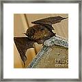 Gargoyle Bat Framed Print