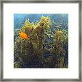 Garibaldi In Giant Kelp Forest Catalina Framed Print