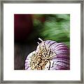 Garlic And Vegetables On A Rustic Framed Print