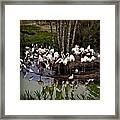 Gathering Framed Print