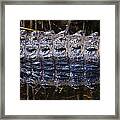 Gator Reflection Framed Print