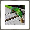 Gecko 2 Framed Print