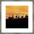 Geese At Sunset Framed Print