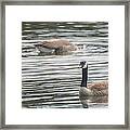 Geese Framed Print