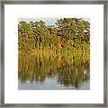 Geese On The Lake In Autumn Framed Print