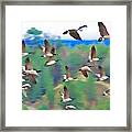 Geese Rising Framed Print