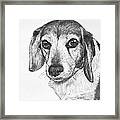 Gentle Beagle Framed Print