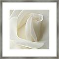 Gentle White Rose Flower Framed Print