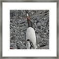 Gentoo Penguin Hen And Chick Framed Print