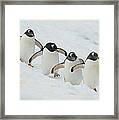 Gentoo Penguin Quartet Booth Isl Framed Print