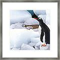 Gentoo Penguin Walking Over Ice Blocks Framed Print