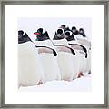 Gentoo Penguins In Line Cuverville Framed Print