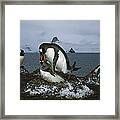 Gentoo Penguins Mating Antarctica Framed Print