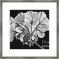 Geranium Flower In Progress Black And White Framed Print