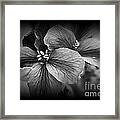 Geranium Flowers Framed Print