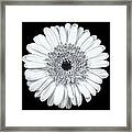 Gerbera Daisy Monochrome Framed Print