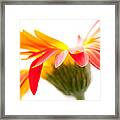 Gerbera Mix Crazy Flower - Orange Yellow Framed Print