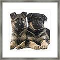 German Shepherd Puppies Framed Print