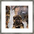 German Shepherd Puppy Collage Framed Print