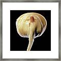 Germination Of A Maize Seed Framed Print