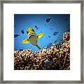 Get Out Of My Territory!!! Framed Print