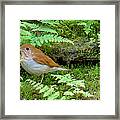 Ghost Bird Framed Print