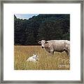 Ghost Cow And Calf Framed Print