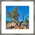 Ghost Ranch Juniper Framed Print