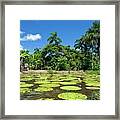 Giant Amazon Water Lily Framed Print