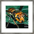 Giant Asian Hornet Framed Print