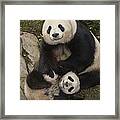 Giant Panda Mother And Baby Framed Print