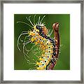 Giant Peacock Moth Caterpillar Framed Print