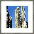Giant Saguaro Framed Print