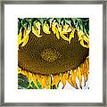 Giant Sun Flower Framed Print