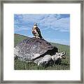 Giant Tortoise And Galapagos Hawk Framed Print