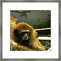 Gibbon Looking Intently Framed Print