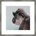 Gibbon Monkey Profile Portrait Framed Print