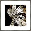 Gilded Lilies 3 Framed Print