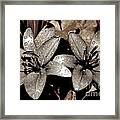 Gilded Lilies Framed Print